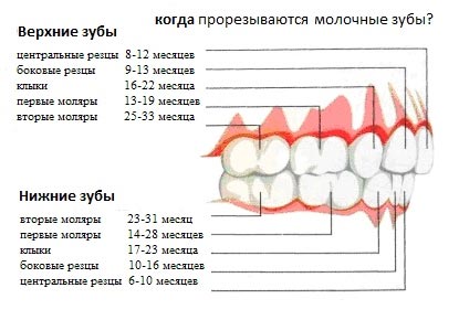 огда у детей прорезываются молочные зубы?