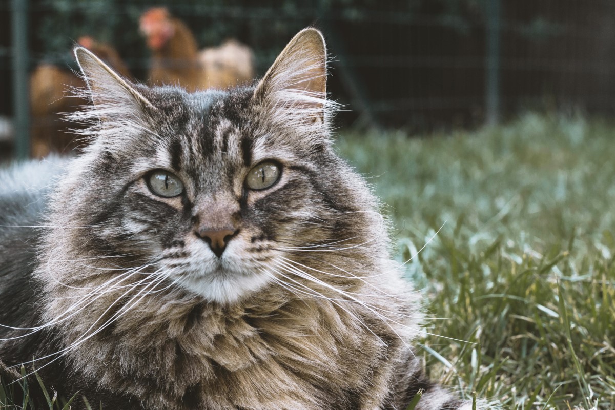 Сибирская кошка Сибирская кошка