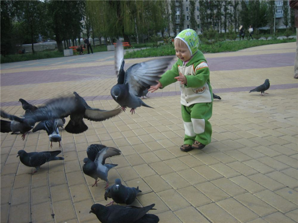 маленький проказник гоняет голубей