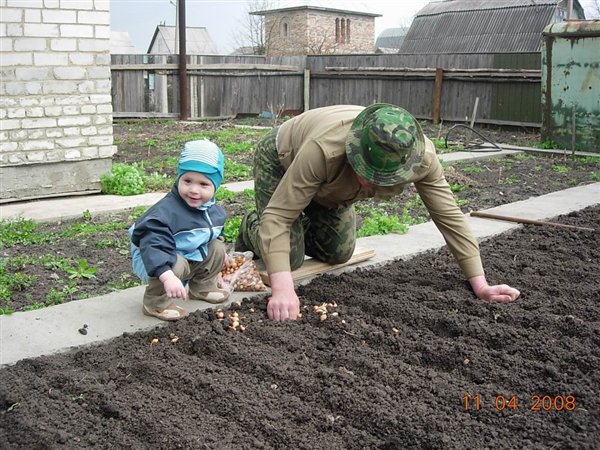 Чтоб были вершки посадим корешки!