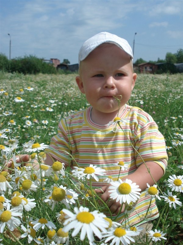 ромашковая мечта